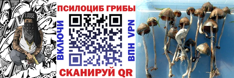 даркнет сайт  Черкесск  Псилоцибиновые грибы Psilocybine cubensis 